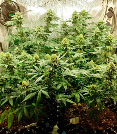 Zkittlez fem (Original Sensible Seeds) семена конопли