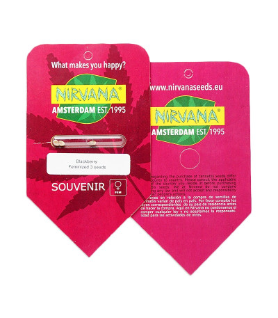 Blackberry fem (Nirvana Seeds) семена конопли