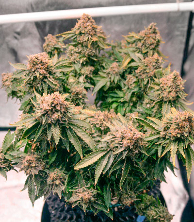 Grandaddy Purple fem семена конопли