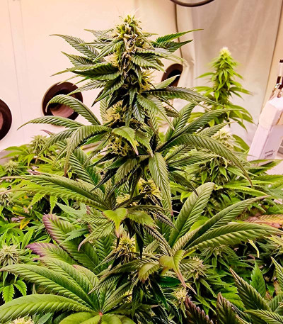 Jealousy fem (Original Sensible Seeds) семена конопли