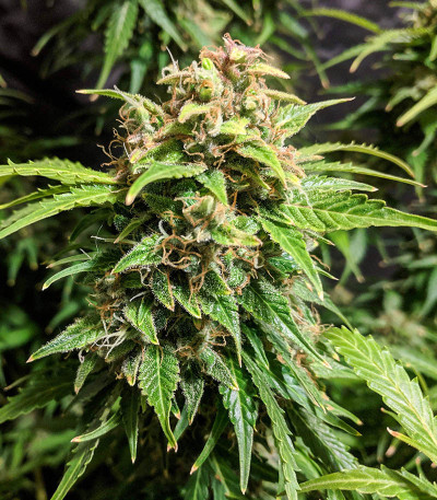 Катюша fem (Kalashnikov Seeds) семена конопли