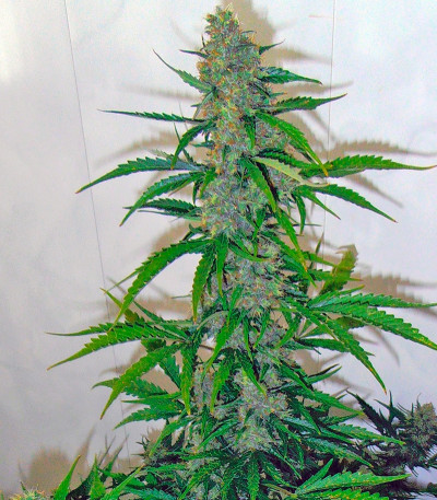 Sin Tra Bajo Auto fem семена конопли