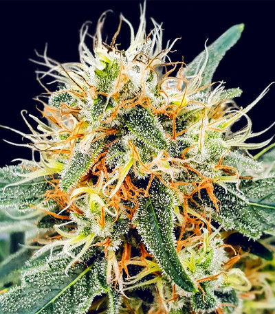 Stromboli Auto fem (Paradise Seeds) семена конопли
