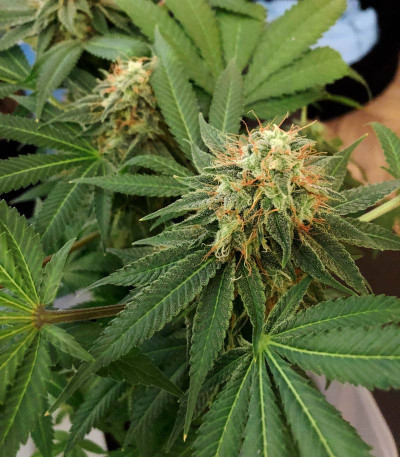 Blue Kush Berry fem (Paradise Seeds) семена конопли