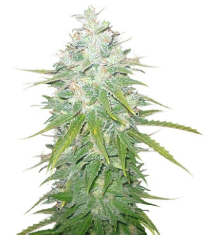 Medical Collection 8 (World of Seeds) микс семян конопли