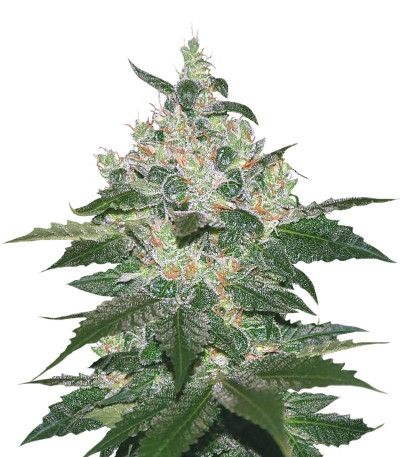 Indica Pure Origin Collection 8 (World of Seeds) микс семян конопли