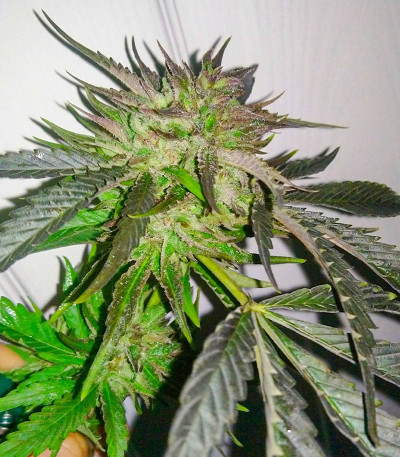 Alpha 21 fem (AlphaFem Seeds) семена конопли