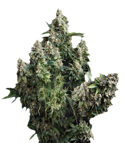Auto Tutankhamon fem (Pyramid Seeds) семена конопли