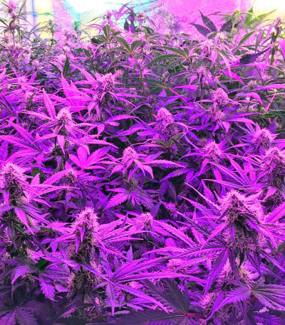 Auto Bubble Gum fem (00 Seeds) семена конопли