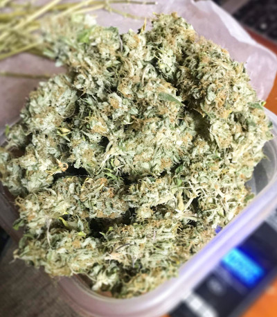 Baikal Express (Kalashnikov Seeds) семена конопли