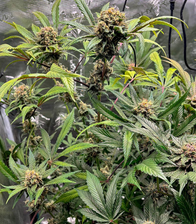 Black Muffin F1 Fast Version fem (Sweet Seeds) семена конопли