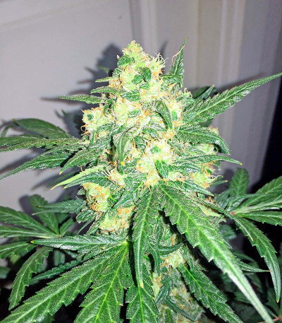 Семена марихуаны Blue Kush Autoflowering 