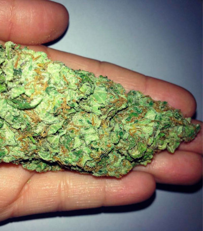 Blue Nitro Haze fem (Sumo Seeds) семена конопли