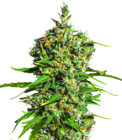 Bruce Banner #3 fem (Herbies Seeds) семена конопли