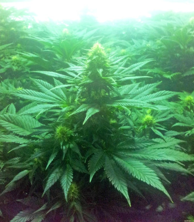 Bubble Kush fem (Royal Queen Seeds) семена конопли