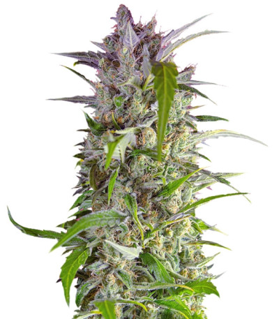 Crystal Candy Auto fem (Sweet Seeds) семена конопли