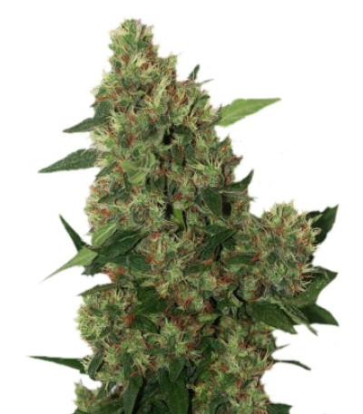 Chill-OM reg семена конопли