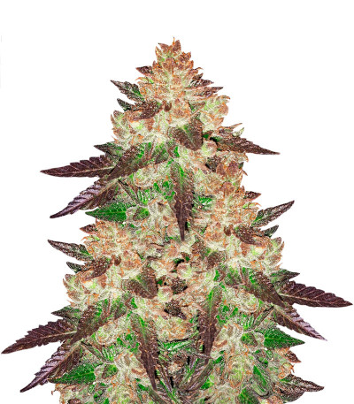 Black Cherry Punch fem (Pyramid Seeds) семена конопли