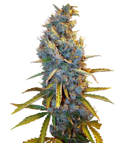 Cream Caramel F1 Fast Version fem (Sweet Seeds) семена конопли
