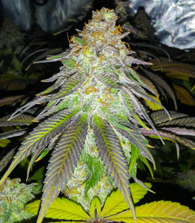 Glue Cookies fem (AlphaFem Seeds) семена конопли