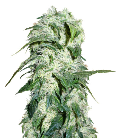 Himalaya Gold fem (Green House Seeds) семена конопли