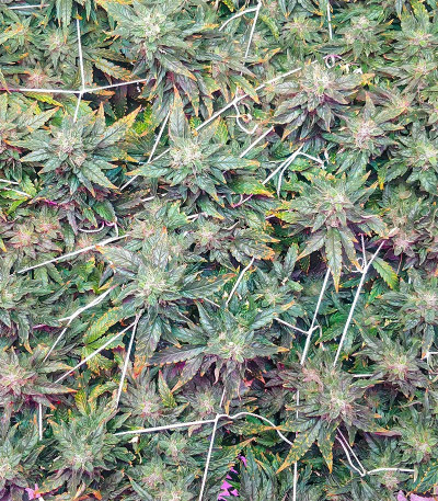 I'm Alive fem (AlphaFem Seeds) семена конопли