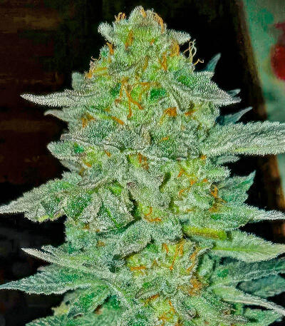Jack Herer fem (Seedkeepers) семена марихуаны
