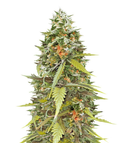 Jumping Black Dash auto fem (Dr. Krippling Seeds) семена конопли