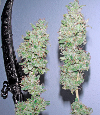 Mataro Blue Max Auto fem семена конопли