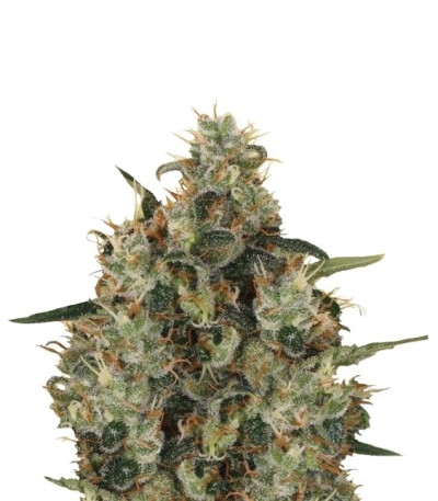 Medical Mass CBD fem (Royal Queen Seeds) семена конопли