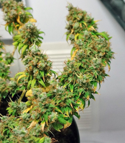 Mohan Ram Auto fem (Sweet Seeds) семена конопли