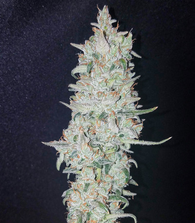 Original Auto OG Kush fem (FastBuds) семена конопли