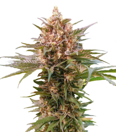 Power Russian (Kalashnikov Seeds) семена конопли