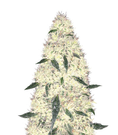 Rock Machine Auto fem (Doctor’s Choice) семена конопли