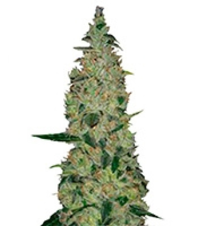 Семена Special Skunk шишки