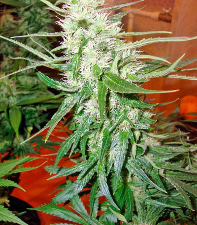 Satori шишка сорта