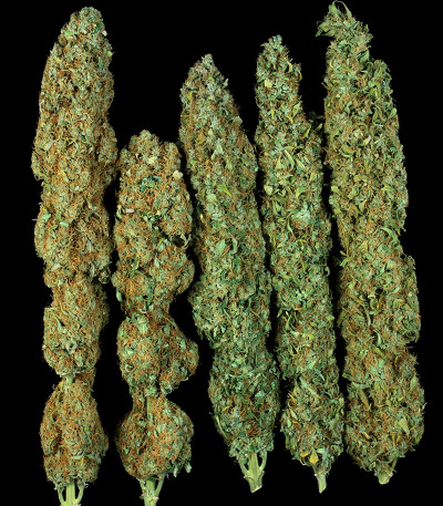 Serious Happiness reg (Serious Seeds) семена конопли