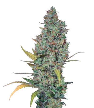 Strawberry Amnesia fem (Dinafem Seeds) семена конопли