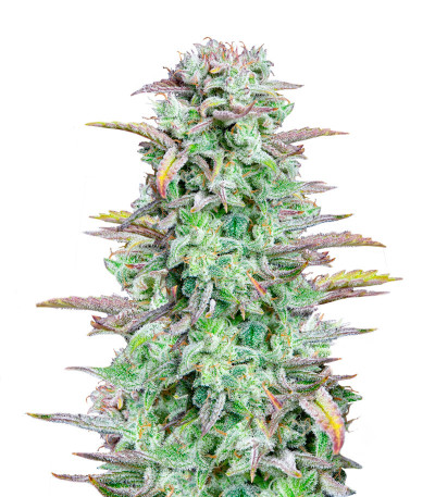 Strawberry Banana Auto fem (FastBuds) семена конопли