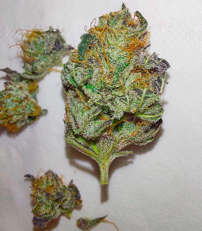 Super Lemon Haze x GMO fem от Green House Seeds семена конопли