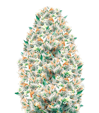 Supreme Lemon fem (Vision Seeds) семена конопли