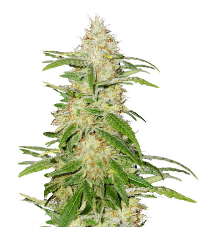 TnT Trichome fem (Dutch Passion) семена конопли