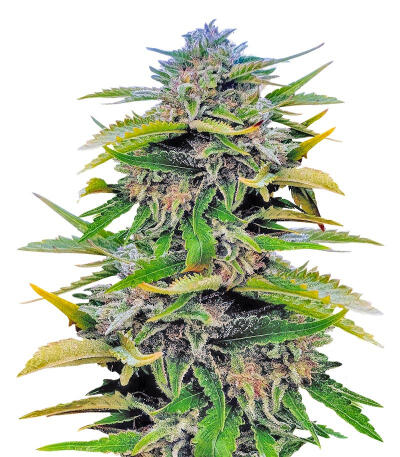 Trainwreck Fast Version fem (Seedkeepers) семена конопли