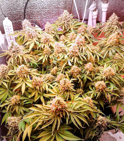 Wedding Cake fem (Cali Buds Seeds) семена конопли
