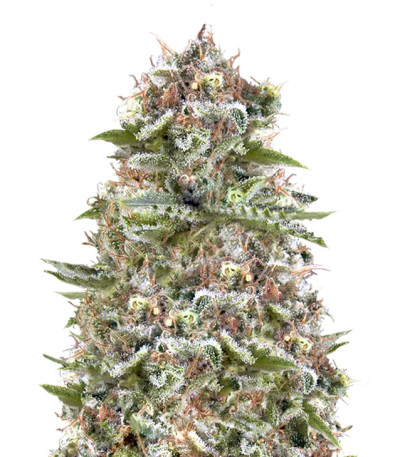 White Widow Auto Fem (Vision Seeds) семена конопли