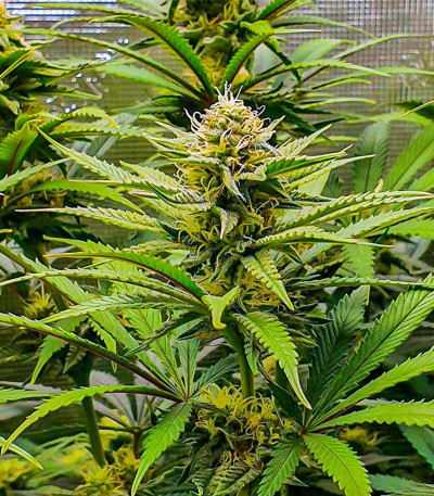 GG4 Sherbet FF fem (FastBuds) семена конопли