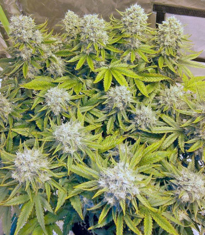 Killer Kush Auto fem (Sweet Seeds) семена конопли
