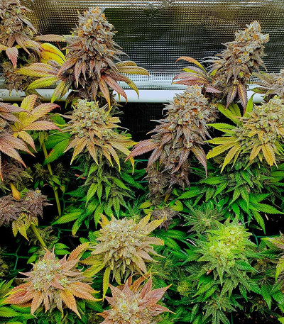 Runtz fem (Barney's Farm) семена конопли