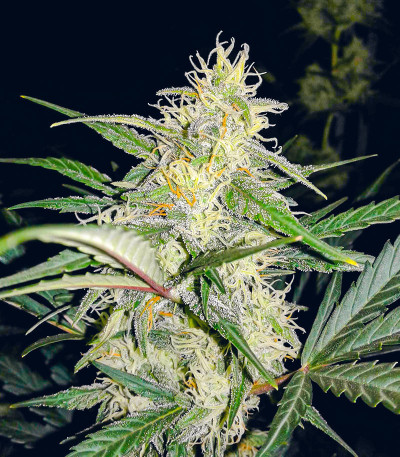 Sweet ZZ Automatic fem (RQS) семена конопли