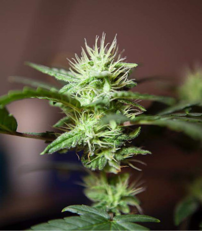 Amnesia fem (Vision Seeds) семена конопли